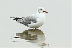 Gray-hooded Gull